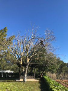 Poda de ejemplar de Jacarandagaleria